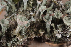 Cladonia grayi