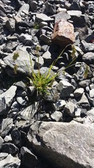Poa novae-zelandiae