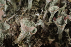 Cladonia grayi
