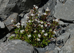 Epilobium glabellum