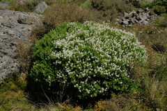 Veronica subalpina