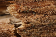 Dendrostilbella prasinula