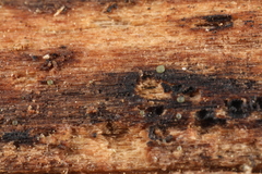 Dendrostilbella prasinula