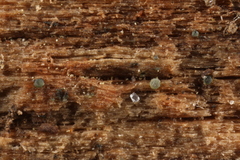 Dendrostilbella prasinula