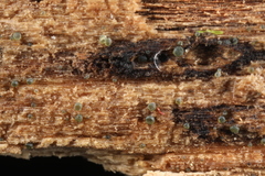 Dendrostilbella prasinula