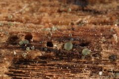 Dendrostilbella prasinula