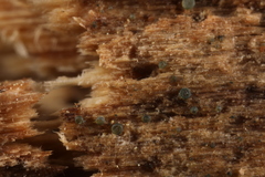 Dendrostilbella prasinula