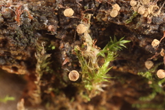 Cribraria persoonii