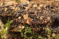 Cribraria persoonii