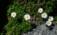 Celmisia bellidioides