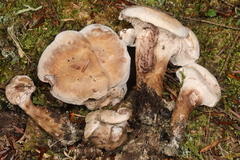 Phellodon violascens