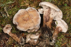 Phellodon violascens