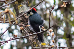 Melanerpes formicivorus