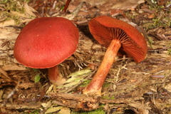 Cortinarius harrisonii