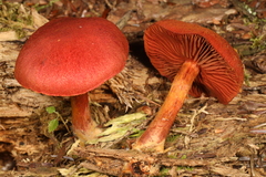 Cortinarius harrisonii