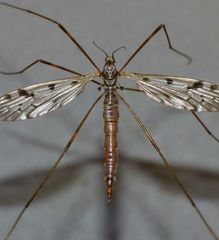 Austrolimnophila atripes