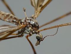 Austrolimnophila atripes