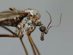 Austrolimnophila atripes