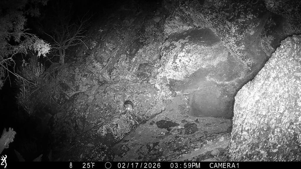 Bushy-tailed Woodrat in February 2026 by Jon David Nelson. P02[0:6] TT ...