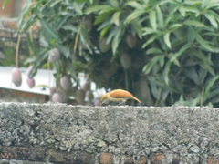 Furnarius leucopus cinnamomeus