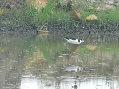 Himantopus mexicanus