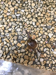 Macrochlamys kelantanensis