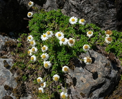 Celmisia bellidioides