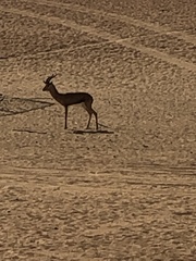 Gazella arabica