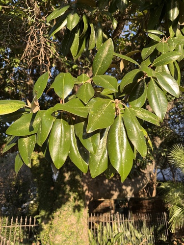 Southern Magnolia
