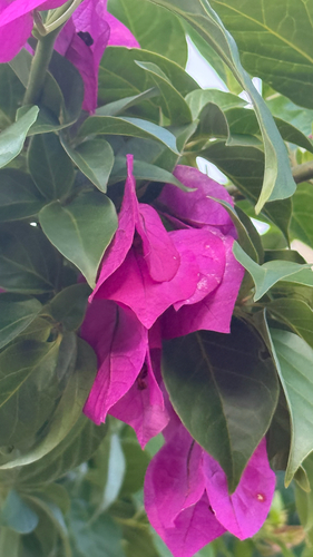 lesser bougainvillea
