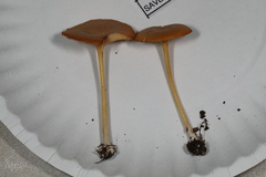 Entoloma unicolor