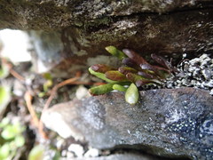 Notogrammitis crassior