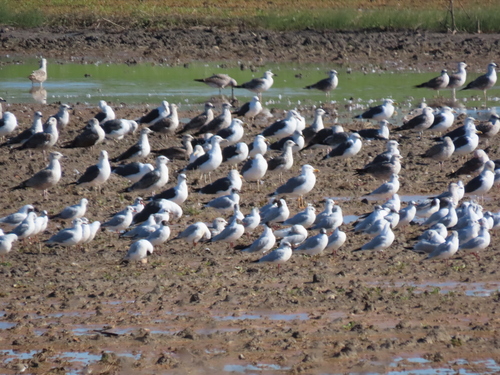 Avistamiento Gaviota Dorsinegra Menor