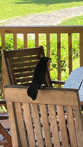 Greater Antillean Grackle