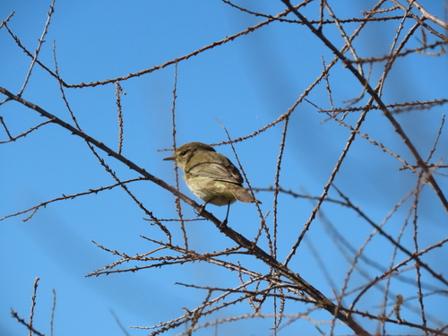 Avistamiento Mosquitero Común
