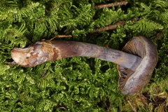 Cortinarius deceptivus