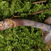 Cortinarius deceptivus - Photo (c) John Plischke, μερικά δικαιώματα διατηρούνται (CC BY-NC-SA), uploaded by John Plischke