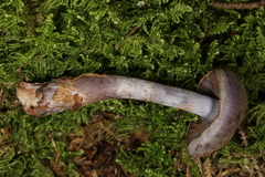 Cortinarius deceptivus