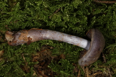 Cortinarius deceptivus