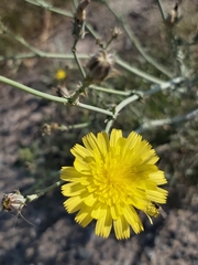 Launaea mucronata