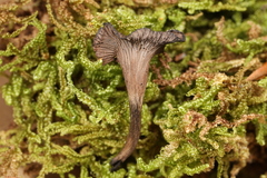 Craterellus calyculus