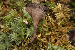 Craterellus calyculus