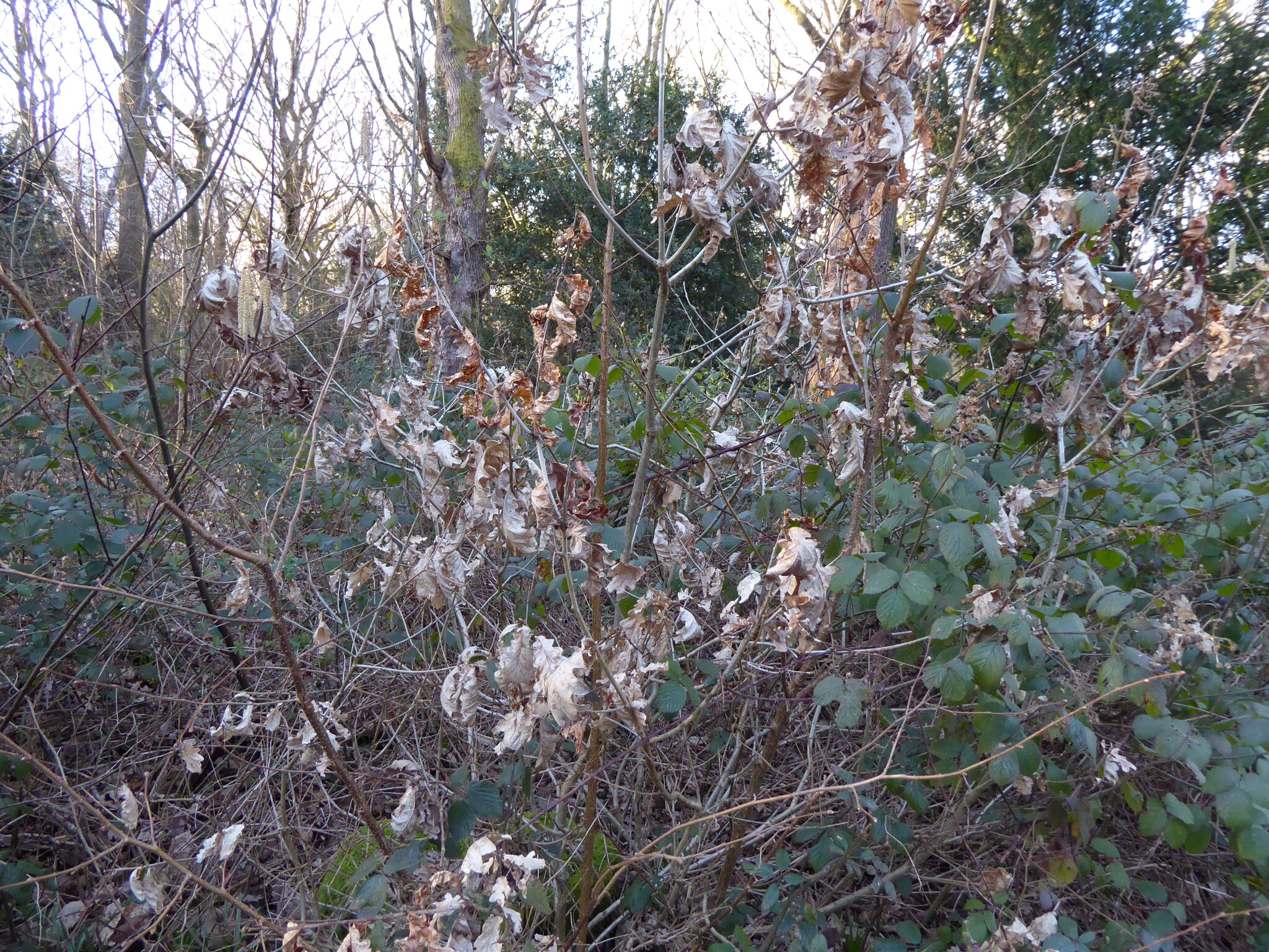 Imagem de Quercus petraea