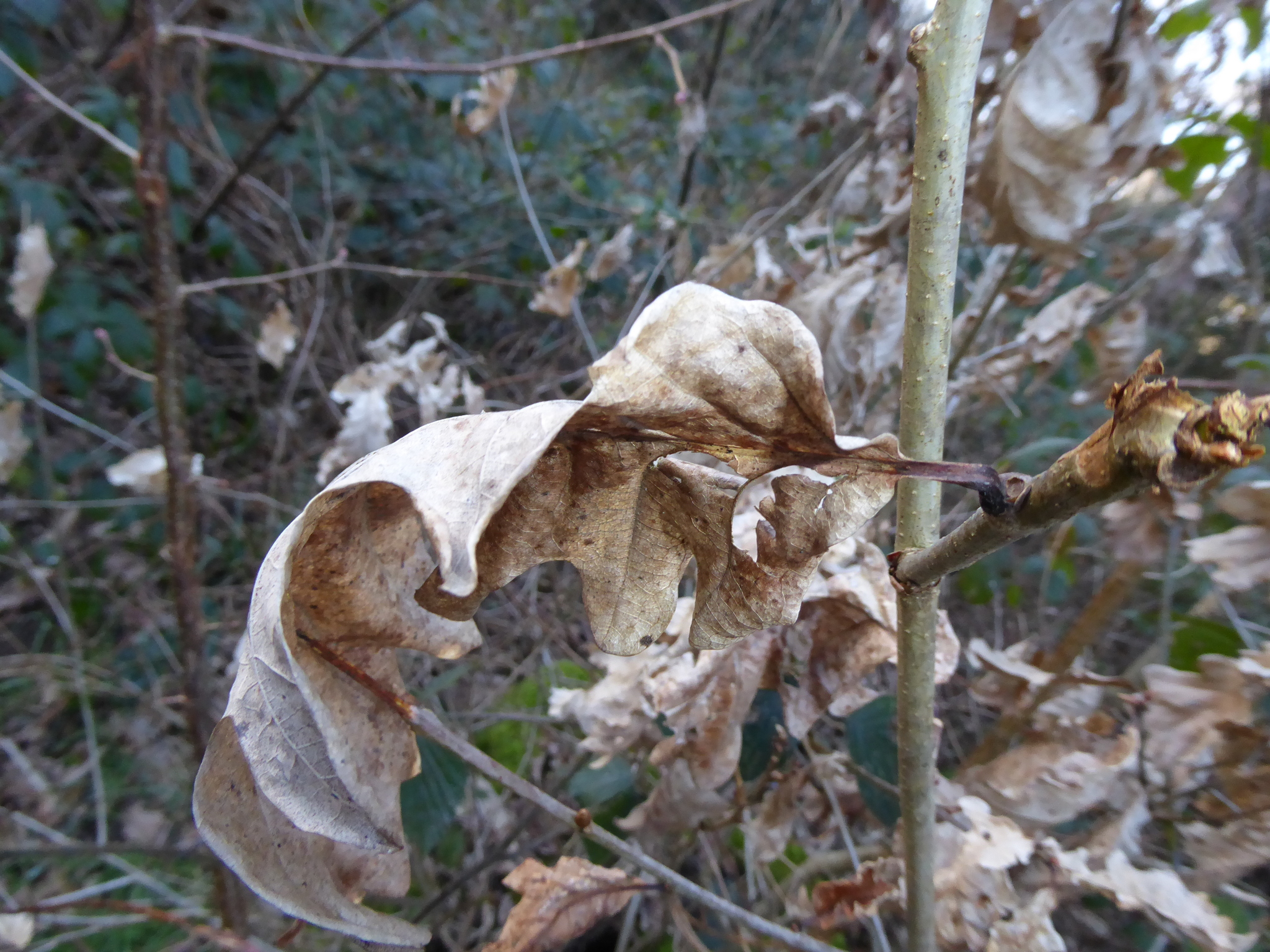 Imagem de Quercus petraea