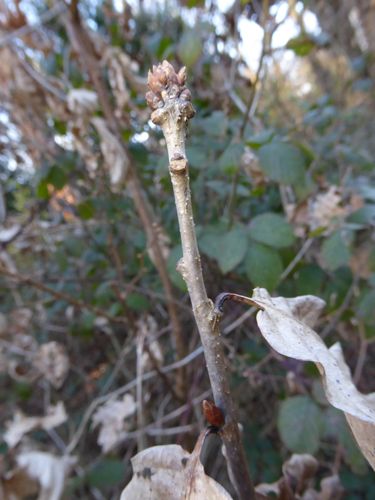 Imagem de Quercus petraea