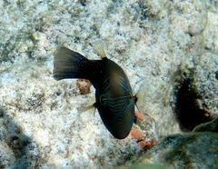 Canthigaster amboinensis