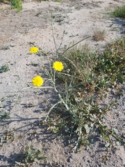 Launaea mucronata