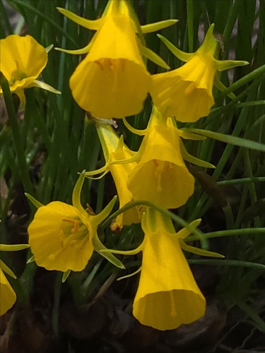 Narcissus bulbocodium