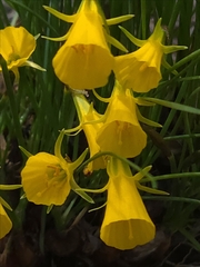 Narcissus bulbocodium