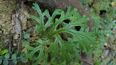 Selaginella doederleinii